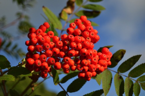 Bright red rowan berries against a blue sky